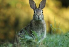 selective focus photography of brown rabbit