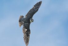 aerial photography of bird