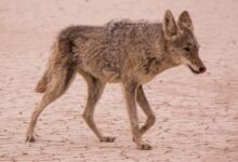 coyote walking on desert during daytime
