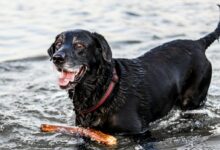 wet black dog playing with stick