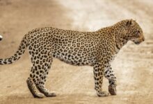 brown and black cheetah walking on brown sand during daytime