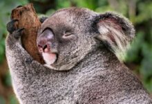 Koala bear clinging on tree branch