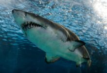 great white shark