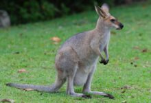 a small kangaroo standing on top of a lush green field