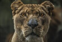 Lioness illustration