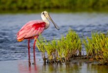 pink bird on water during daytime