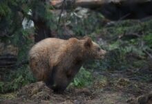 a bear walking in the woods