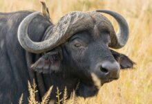 water buffalo on wheat field