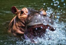brown hippopotamus in body of water