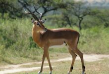 brown deer