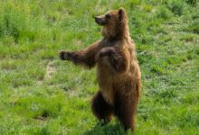 brown bear on green grass field during daytime