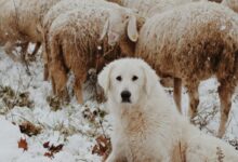 adult white dog sitting beside sheep during winter