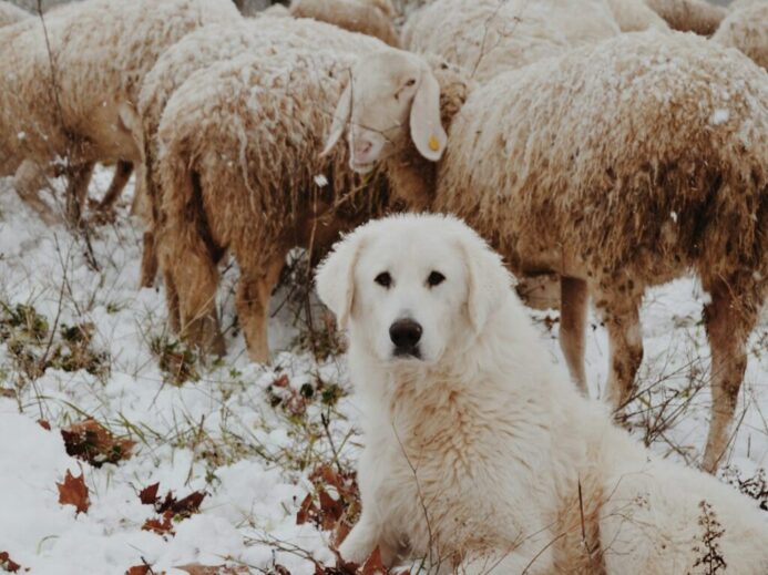 adult white dog sitting beside sheep during winter