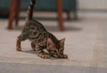 a kitten walking on a carpet
