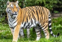 tiger walking on green grass during daytime