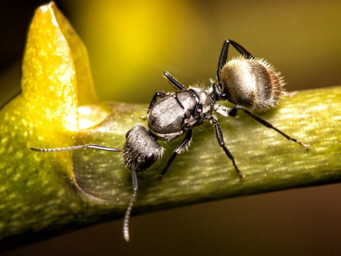 black ant on yellow leaf