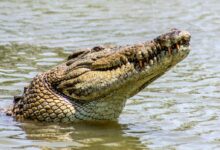 crocodile in body of water during day