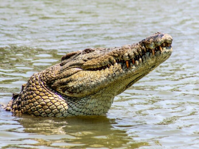 crocodile in body of water during day