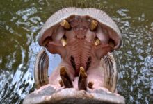 brown crocodile on body of water