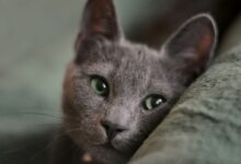 russian blue cat lying on gray textile