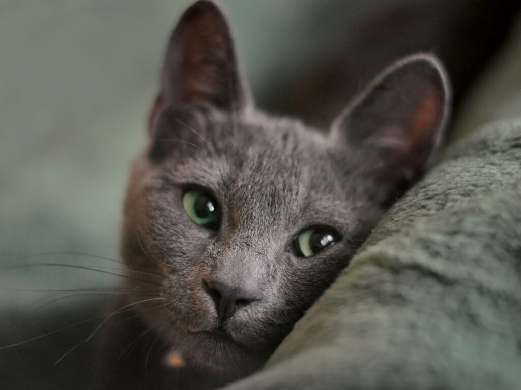 - NeposlušnéTlapky russian blue cat lying on gray textile