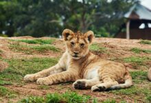 Lion Cub Lying on Ground