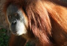 Close-Up Shot of an Orange Orangutan