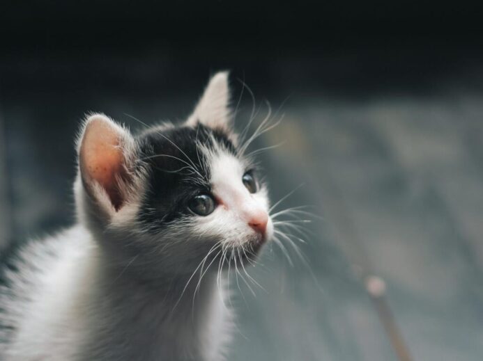 Photo of White and Black Kitten