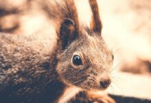 Closeup Photography of Rodent