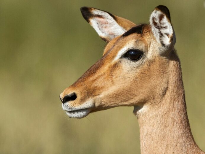 brown deer in close up photography