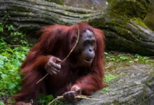 An Orangutan Holding Sticks