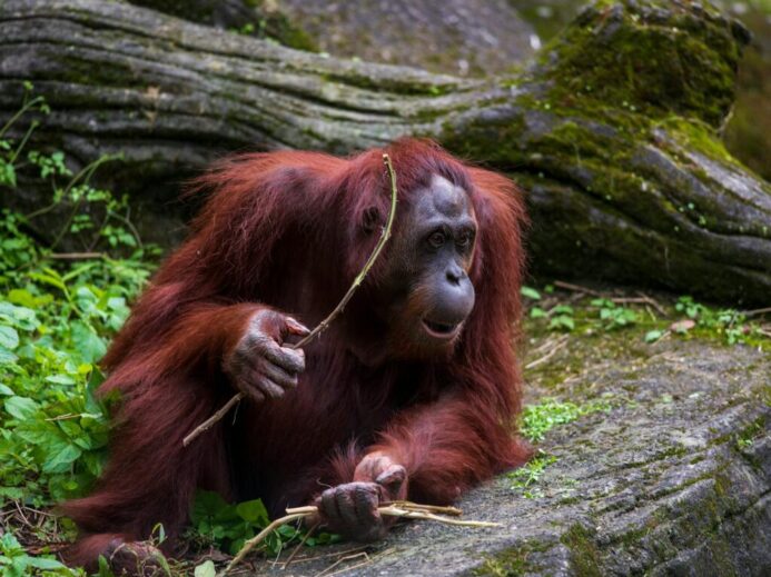An Orangutan Holding Sticks