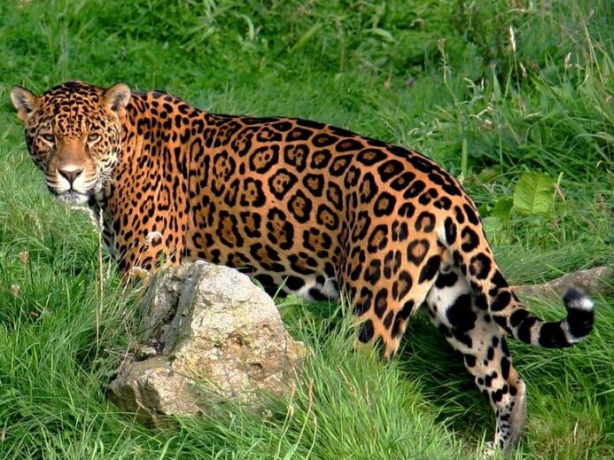 Jaguar