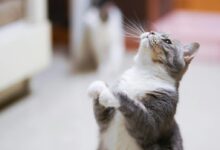Close-Up Photo of Cat Looking Up