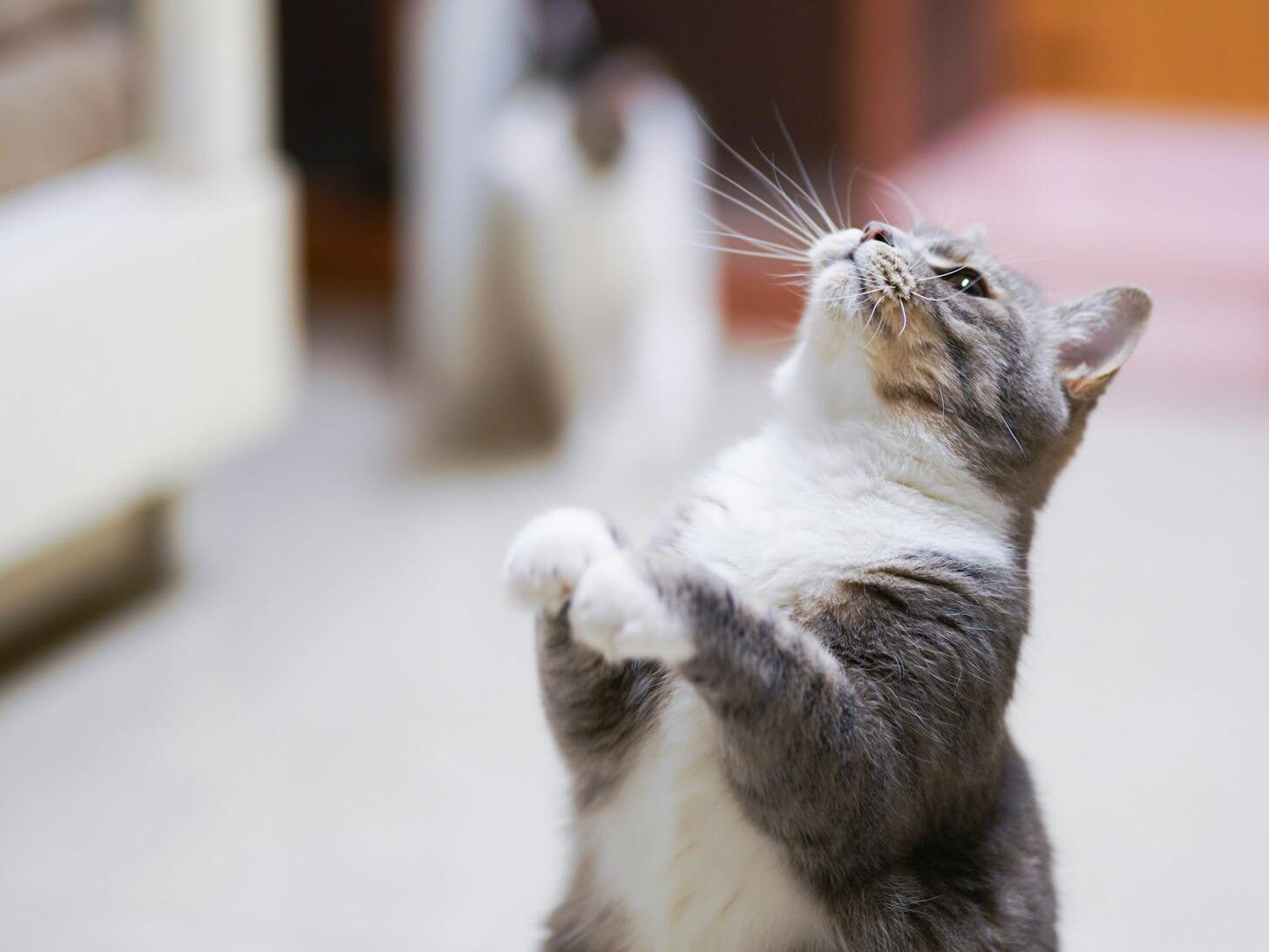 Close-Up Photo of Cat Looking Up