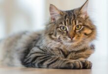 Gray Tabby Cat Lying on White Surface