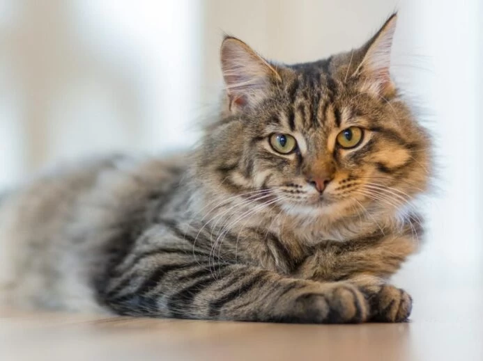 Gray Tabby Cat Lying on White Surface