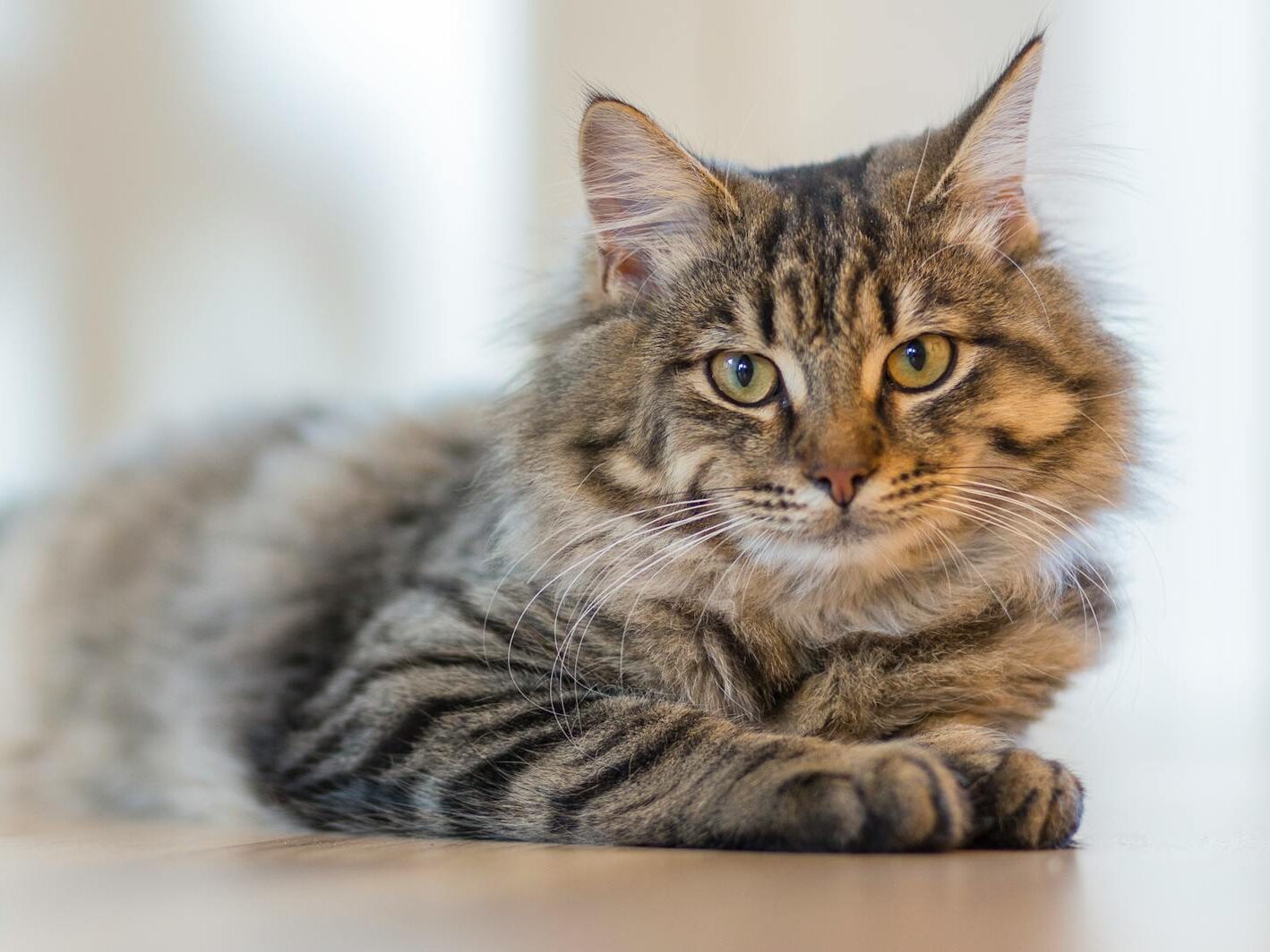 Gray Tabby Cat Lying on White Surface