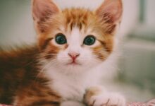 Close Up Photography of Brown and White Kitten