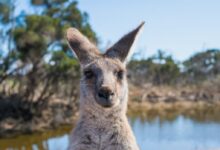 Shallow Focus Photo Of Kangaroo