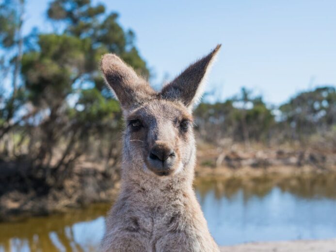 Shallow Focus Photo Of Kangaroo