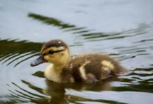 Photo of Black and Yellow Duckling Wading in Water