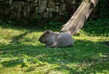 a brown animal lying on grass