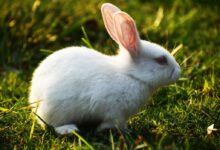 White Rabbit on Green Grass
