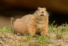 Plump curious marmot on grass in zoological garden