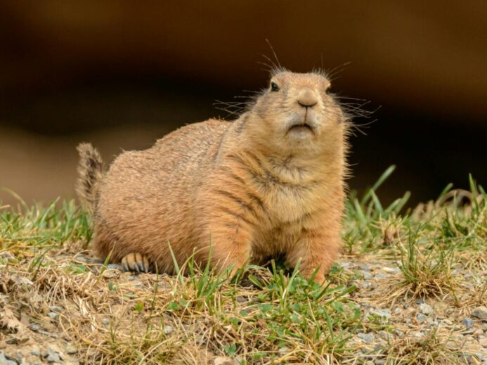Plump curious marmot on grass in zoological garden