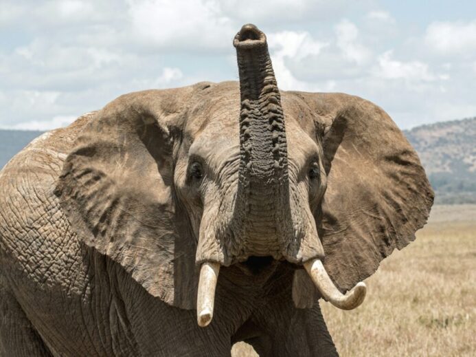 elephant on grass field