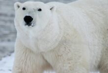 Close Photography of White Polar Bear