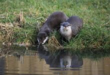 Wild otters standing on green grass and drinking water on nature in daytime
