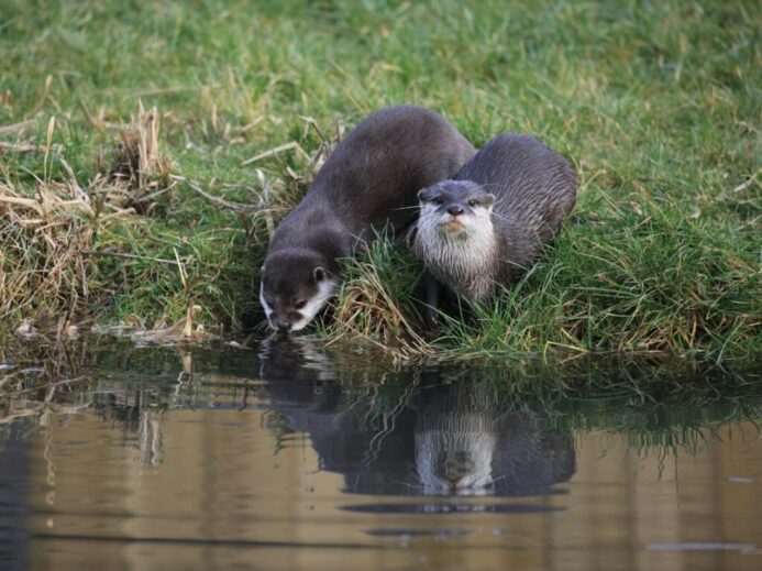 Wild otters standing on green grass and drinking water on nature in daytime